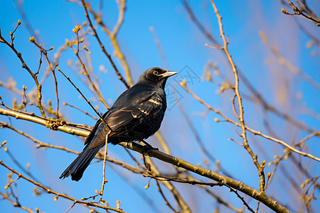 树枝上的野生黑鸟图片