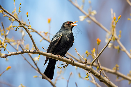 树枝上野生的黑鸟图片