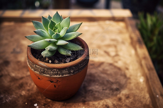 绿色的盆栽植物图片