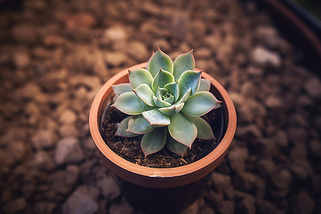 盆子里的多肉绿植图片