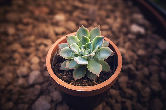 盆子里的多肉绿植图片