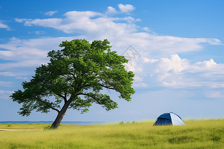 草原上的帐篷和树木图片