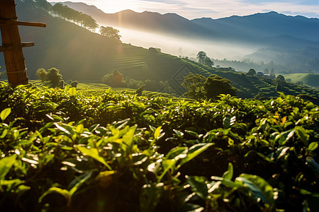 农田里面种植的茶叶图片