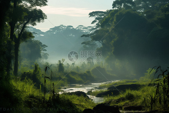 茂密丛林里面的小溪图片