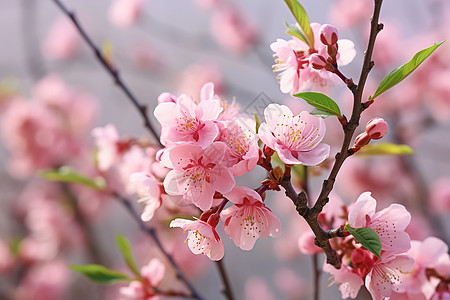桃花树枝树枝上盛开的桃花背景