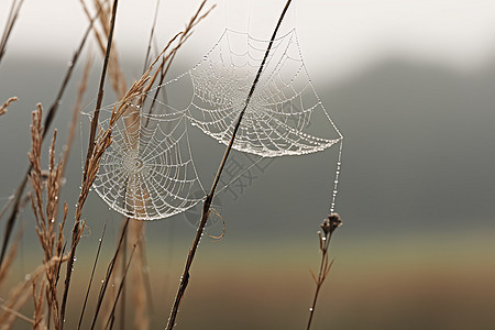 户外清晨的露珠和蜘蛛网图片