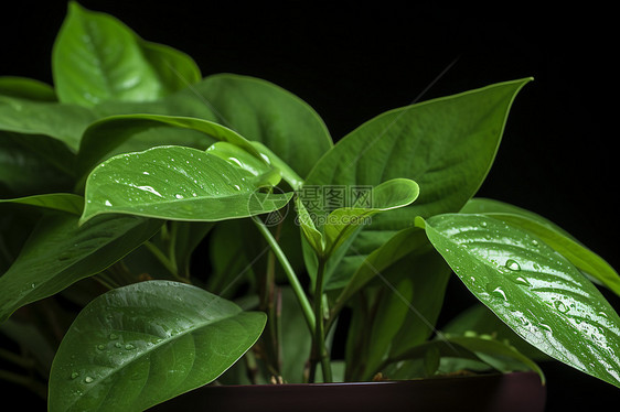 花盆里面盆栽的绿萝植物图片