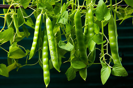 田园里面种植的豌豆蔬菜图片