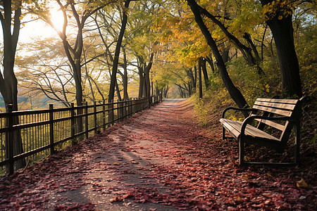 秋日森林中的长椅图片