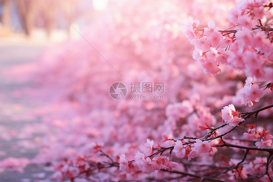 阳光下街头一棵粉色花朵树图片
