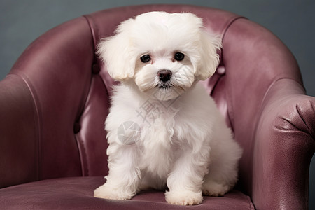 可爱的小白狗坐在皮椅上图片