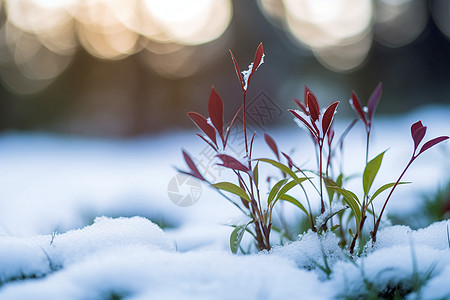 白雪映衬的绿草图片