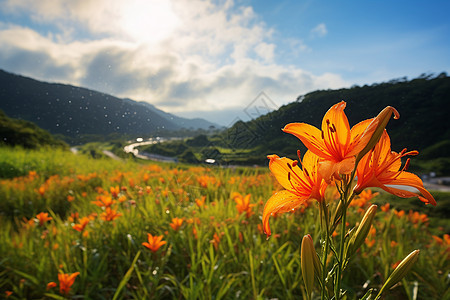 山野鲜花绽放图片