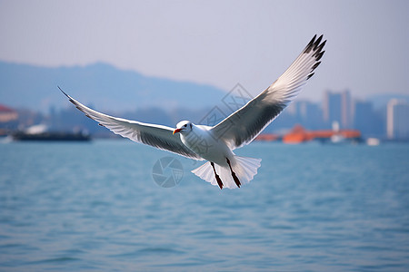 飞翔湖光中的海鸥图片