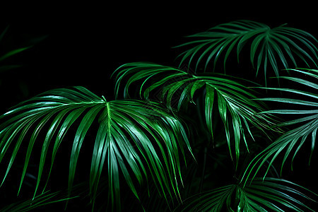 翠绿棕榈背景图片