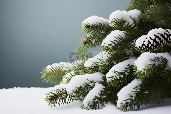 雪地里的松树图片