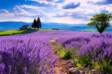 紫色薰衣草的田野背景图片