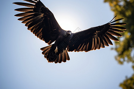 翅膀展开的秃鹫背景图片