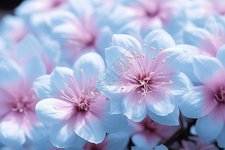 粉蓝花卉背景图片