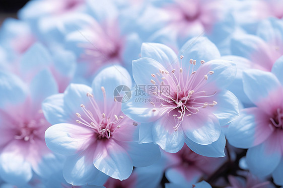 粉蓝花卉图片