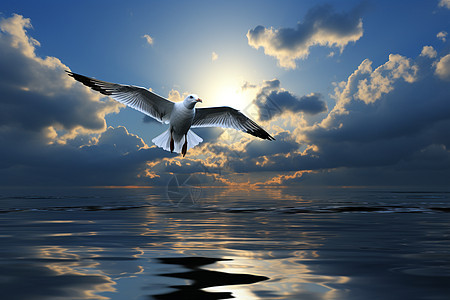 一只鸟飞越海洋图片