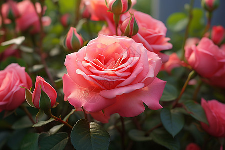 花园里的玫瑰花背景图片