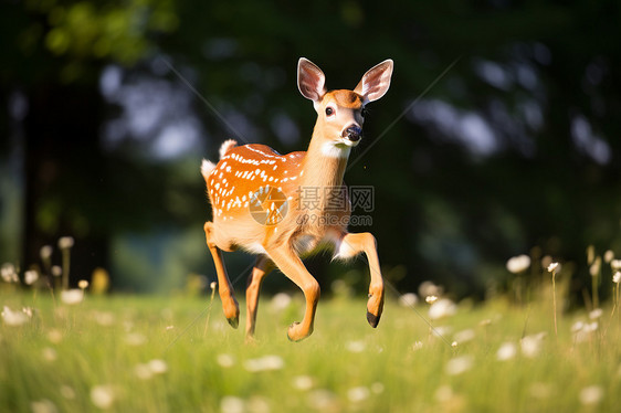 小鹿奔跑在草地上图片