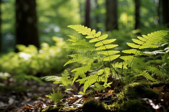 森林深处的蕨类植物图片