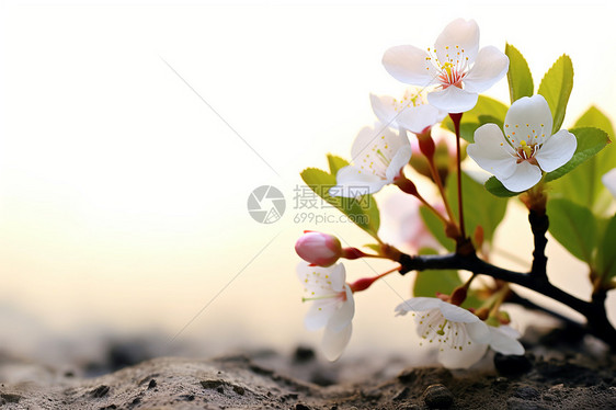 树上的小白花图片