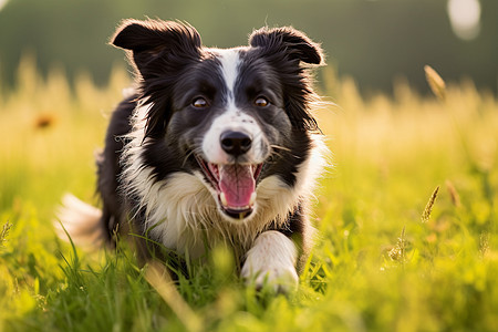 牧羊犬在草地上奔跑图片