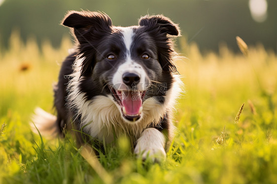 牧羊犬在草地上奔跑图片