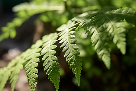 绿色植物叶子背景图片