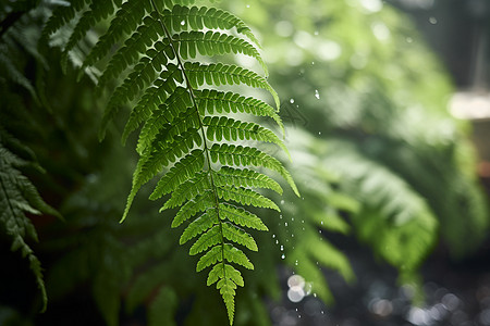 雨中的蕨类植物叶子图片