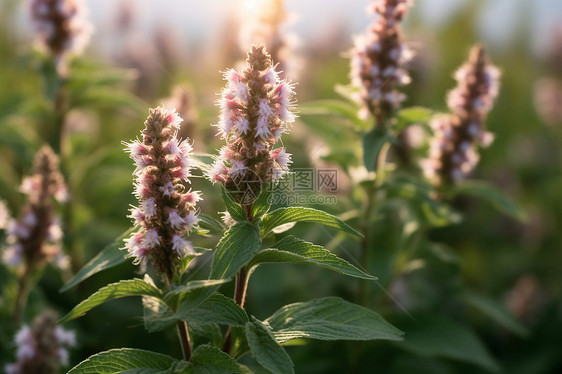 夕阳下的白花图片