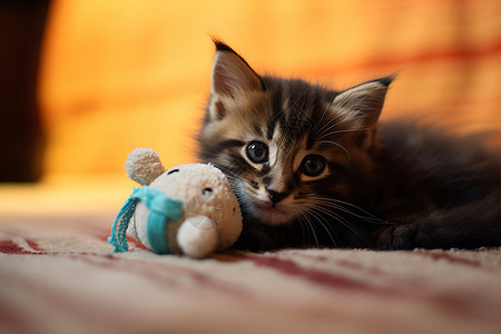 猫咪和毛绒玩具图片