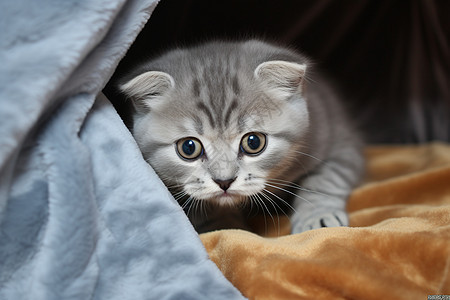 可爱的灰色小猫图片