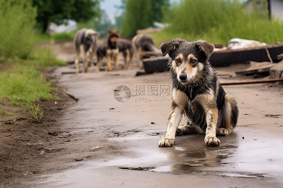 马路边的流浪狗图片