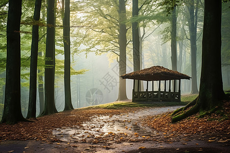 秋日森林中的凉亭图片