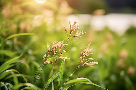 小草上的花朵图片