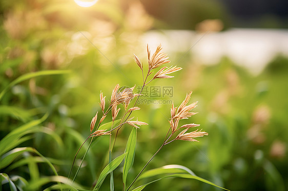 小草上的花朵图片