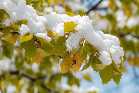 积雪覆盖的树枝背景图片