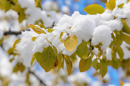 枝叶上的积雪图片