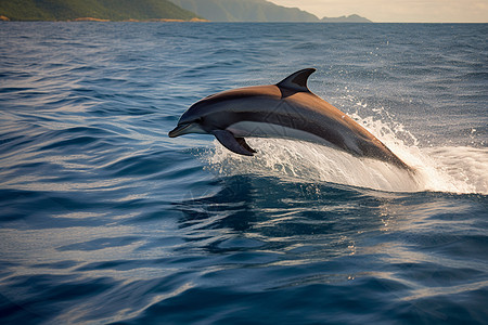 飞跃大海中的海豚图片