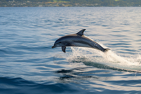 欢快跳跃的海豚图片