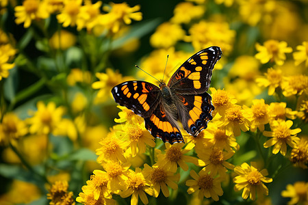 蝴蝶停在黄花上图片
