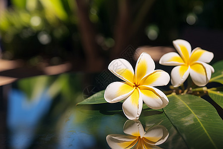 阳光下的白花图片