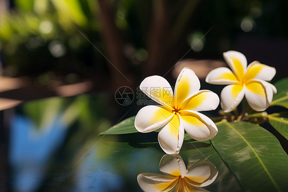 阳光下的白花图片