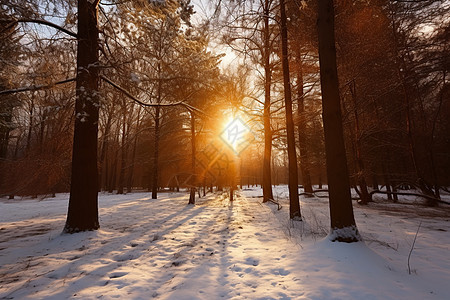 阳光穿过积雪树林图片