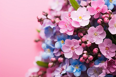 粉色背景下绽放的美丽花朵图片
