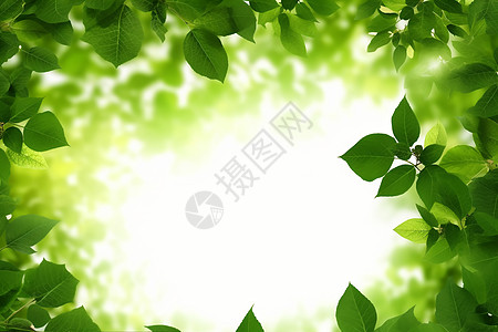 花间集壁纸绿叶间的阳光背景